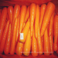 S/M Chinese Carrot Supplying From Shandong Zhifeng Foodstuffs